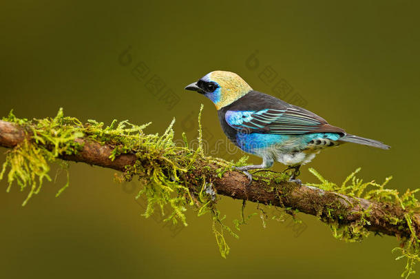 金色的棕色，唐加拉拉瓦塔，异国情调的热带蓝色鸟，金色的头来自哥斯达黎加。 塔纳格坐在树枝上。 格雷格