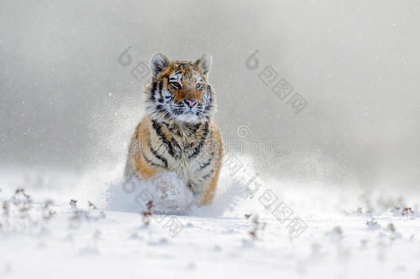 在雪地里奔跑的东北虎。野生冬季的老虎。危险动物的野生动植物场景。俄罗斯塔吉加寒冷的冬天