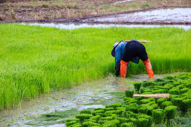 农民准备水稻幼苗种植
