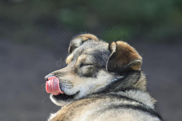 有趣的小狗舔红鼻子长舌头