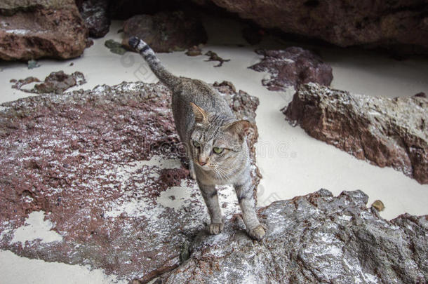动物海滩猫岛克拉比