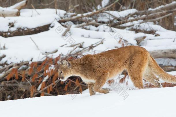 动物<strong>米色</strong>峡谷猫特写镜头