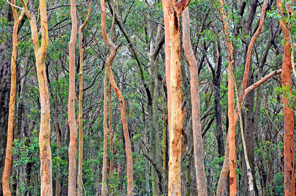 澳大利亚桉树森林背景与悉尼红胶