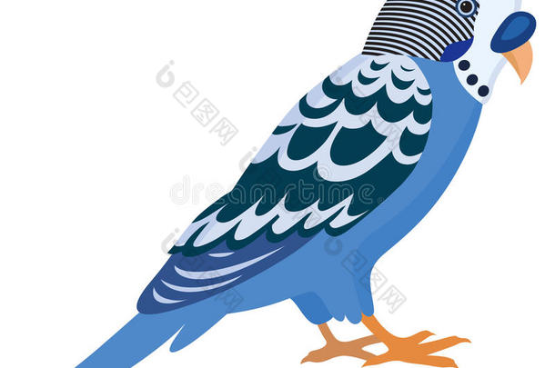 蓝色的鹦鹉，羽毛五颜六色，孤立的插画