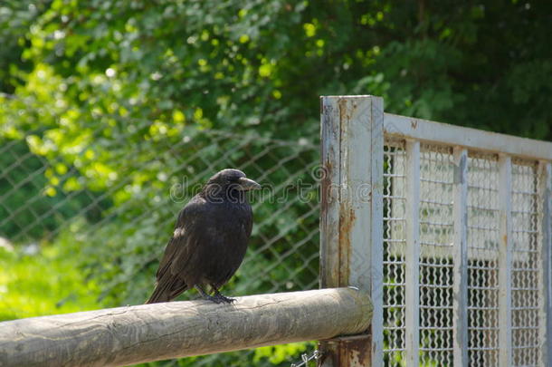 黑色乌鸦鸟乌鸦动物