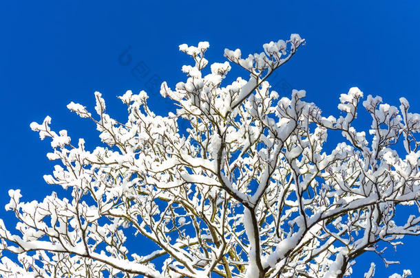 树枝雪冬天蓝雪花林霜树