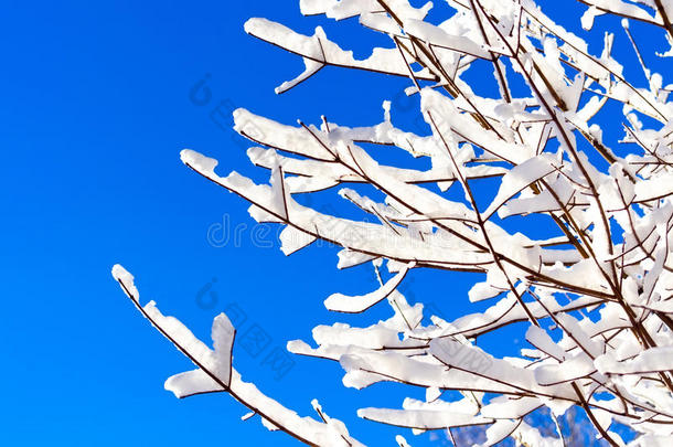 树枝雪冬天蓝雪花林霜树