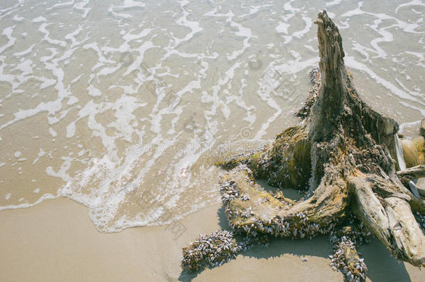 海滩有老木，寂静寂寞的海边