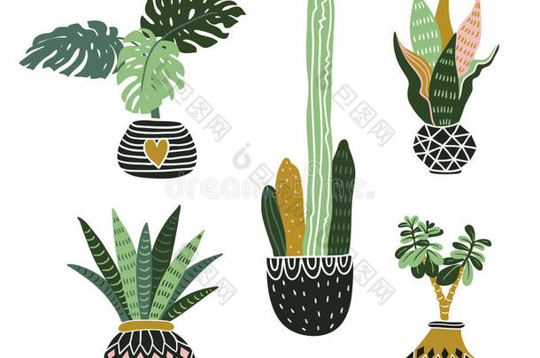 手绘热带家庭植物。 斯堪的纳维亚风格矢量插图，现代和优雅的家居装饰。