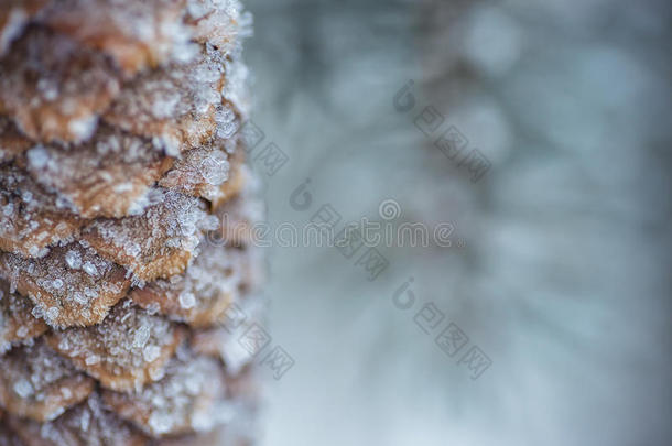 冰冻针叶枝与冻结锥在白色冬季，冬季背景