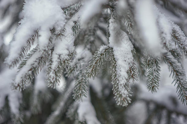白色<strong>冬季</strong>冻结针叶树枝条。 <strong>冬季背景</strong>与针叶针