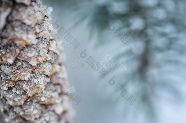 冰冻针叶枝与冻结锥在白色冬季，冬季背景