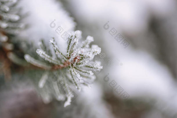 白色<strong>冬季</strong>冻结针叶树枝条。 <strong>冬季背景</strong>与针叶针