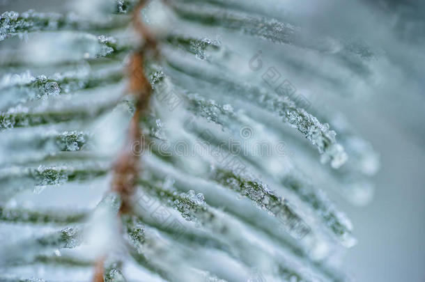 白色冬季冻结针叶树枝条。 冬季背景与针叶针