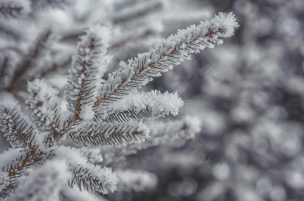 白色<strong>冬季</strong>冻结针叶树枝条。 <strong>冬季背景</strong>与针叶针。