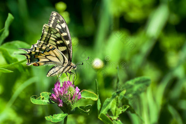 特写蝴蝶在花上，蝴蝶和花，蝴蝶在花模糊的背景上，蝴蝶在花上