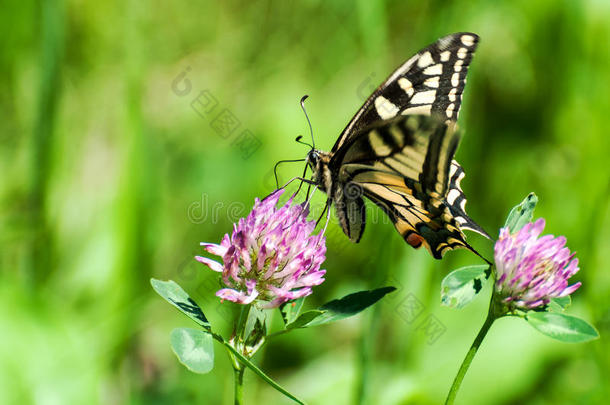 特写蝴蝶在花，蝴蝶和花，蝴蝶在花模糊的背景