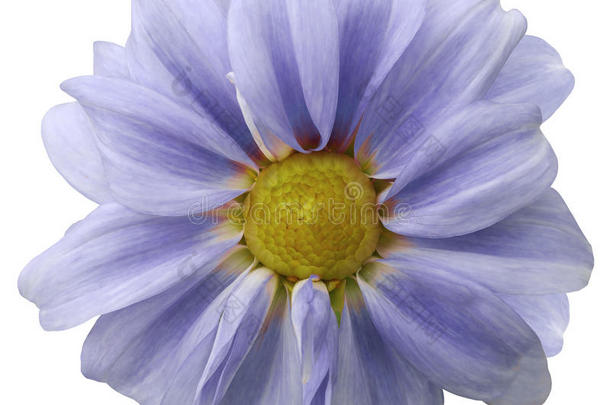 大丽花<strong>淡</strong>蓝色的花。 用裁剪路径隔离白色背景。 特写镜头。 没有阴影。