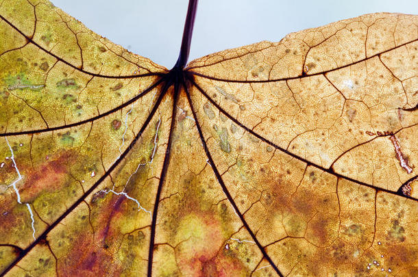 陈年枫叶纹理。秋季自然宏观观。半透明，陈年透明叶型。软焦点