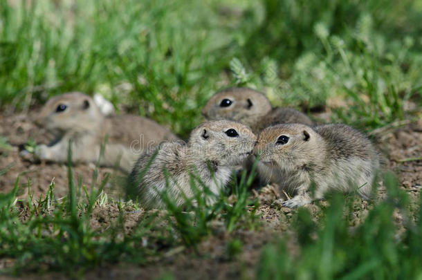 一群小地松鼠聚集在他们的洞周围