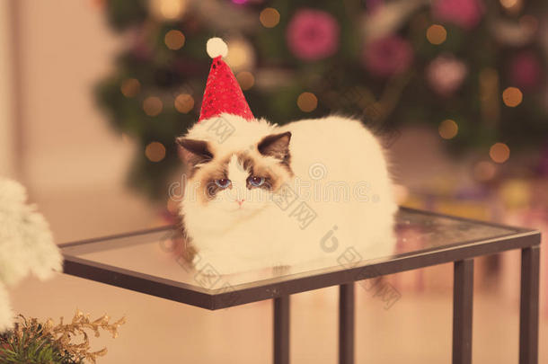 猫。 圣诞派对，寒假猫带礼品盒。 新年猫。 内部的圣诞树