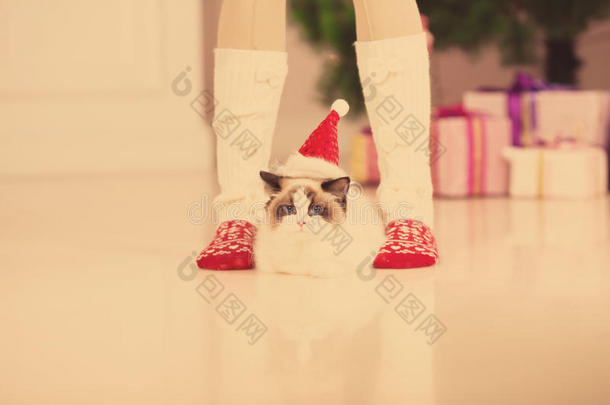 猫。 圣诞派对，寒假猫带礼品盒。 新年猫。 内部的圣诞树