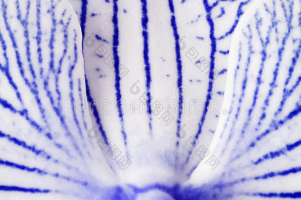 背景蓝白色花瓣兰花。 宏。 特写镜头。 莫特利花大花瓣花。