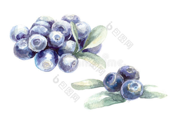 手绘水彩蓝莓