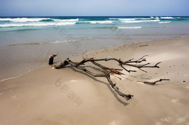 海滩上的枯树