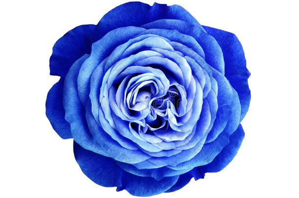 <strong>蓝白</strong>色玫瑰花。 <strong>白</strong>色隔离背景与裁剪路径。 自然。 特写没有阴影