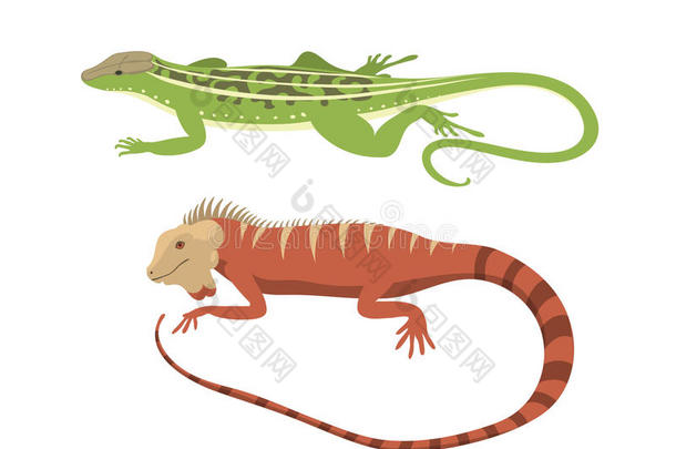 不同类型的蜥蜴爬行动物矢量插图。