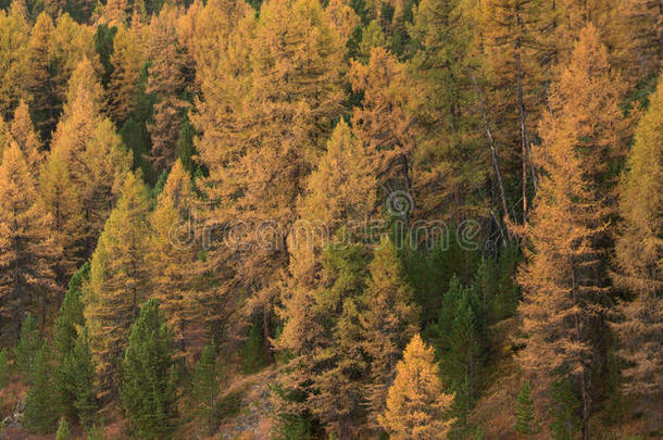 在秋季的好天气天，明亮的黄色落叶松树林