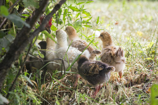 白俄罗斯-2016年7月3日，鸡叫她的小鸡来喂它们，鸡聚集在母鸡周围，鸡喂它们的小鸡