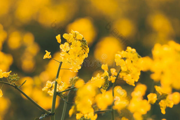 油菜花，科尔扎。 黄色油菜花。 自然背景