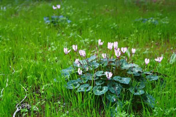 仙客来花在<strong>森林</strong>中绽放的<strong>梦幻</strong>形象