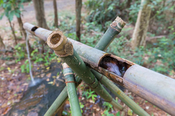 森林里的竹子管道