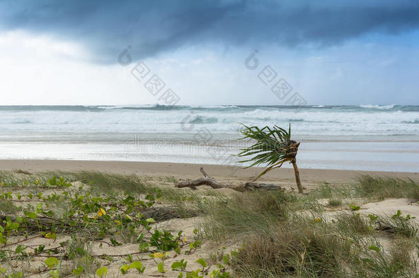 灰色多云的天空和暴风雨前海滩上的海洋与孤独的棕榈树，<strong>拜伦湾</strong>澳大利亚