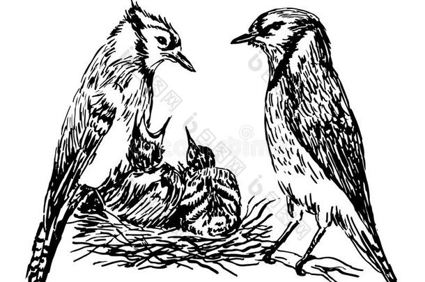 画一对森林鸟在鸟巢里喂小鸡手绘插图