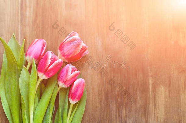 明亮的粉红色郁金香在自然的木制背景，与水的喷雾，以纪念妇女`一天