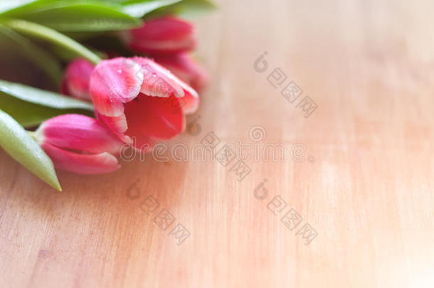明亮的粉红色郁金香在自然的木制背景，与水的喷雾，以纪念妇女`一天