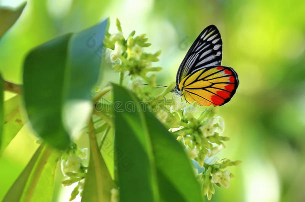 蝴蝶在花晨泰国。