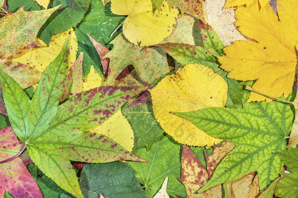 秋天的绿色，黄色和红色的叶子作为秋天的背景