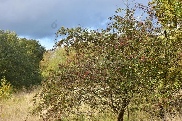 秋天在阳光明媚的日子里，灌木丛里有红色的水果和厚重的云彩。