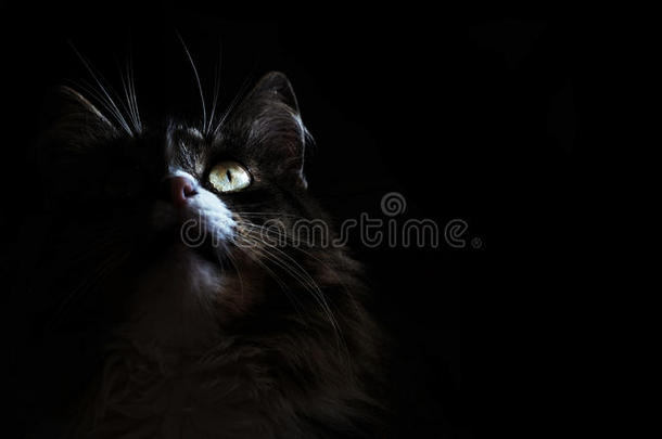 黑暗中的猫。一只小猫正仰望着一只黑色的猫背景。适合海报，传单，横幅。
