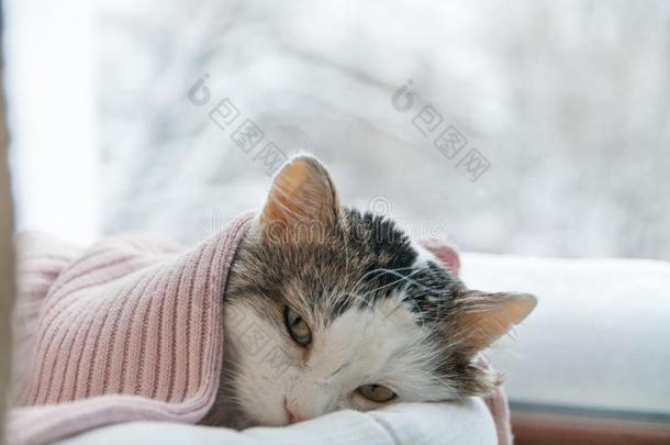 冬<strong>天猫</strong>躺在窗户上
