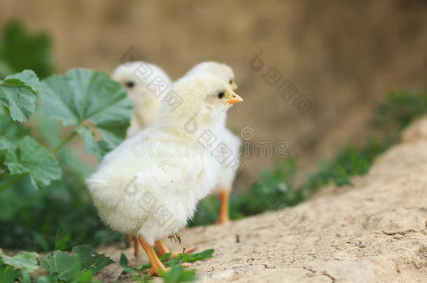 夏天可爱的黄色小鸡在农场院子里散步