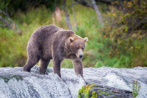 阿拉斯加布鲁克河的<strong>棕熊</strong>。