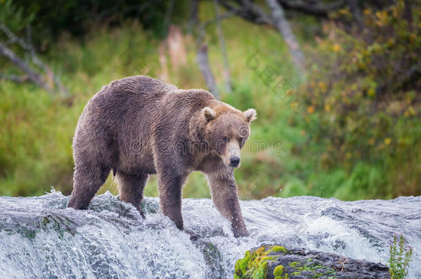阿拉斯加布鲁克河的<strong>棕熊</strong>。