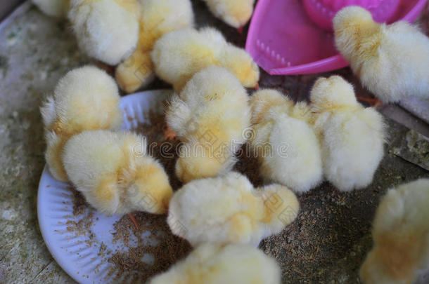 农场里的一群黄色可爱的小鸡