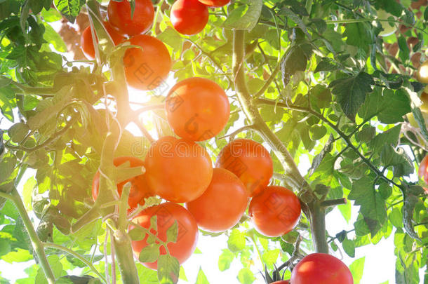 天然成熟番茄